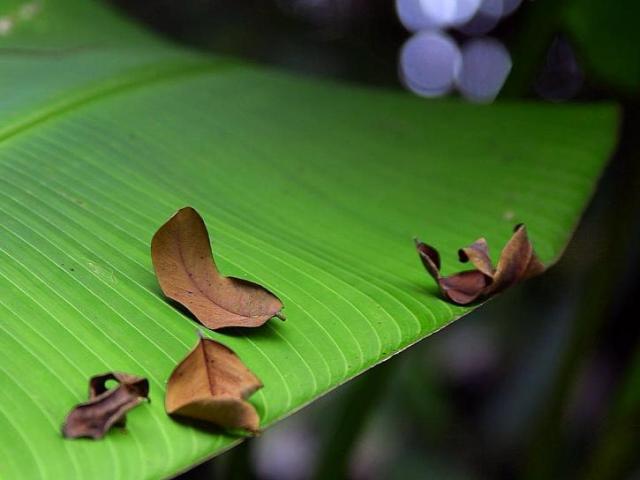 http://www.pixnio.com/free-images/flora-plants/trees/banana-tree-pictures/banana-leaf-green-725x544.jpg